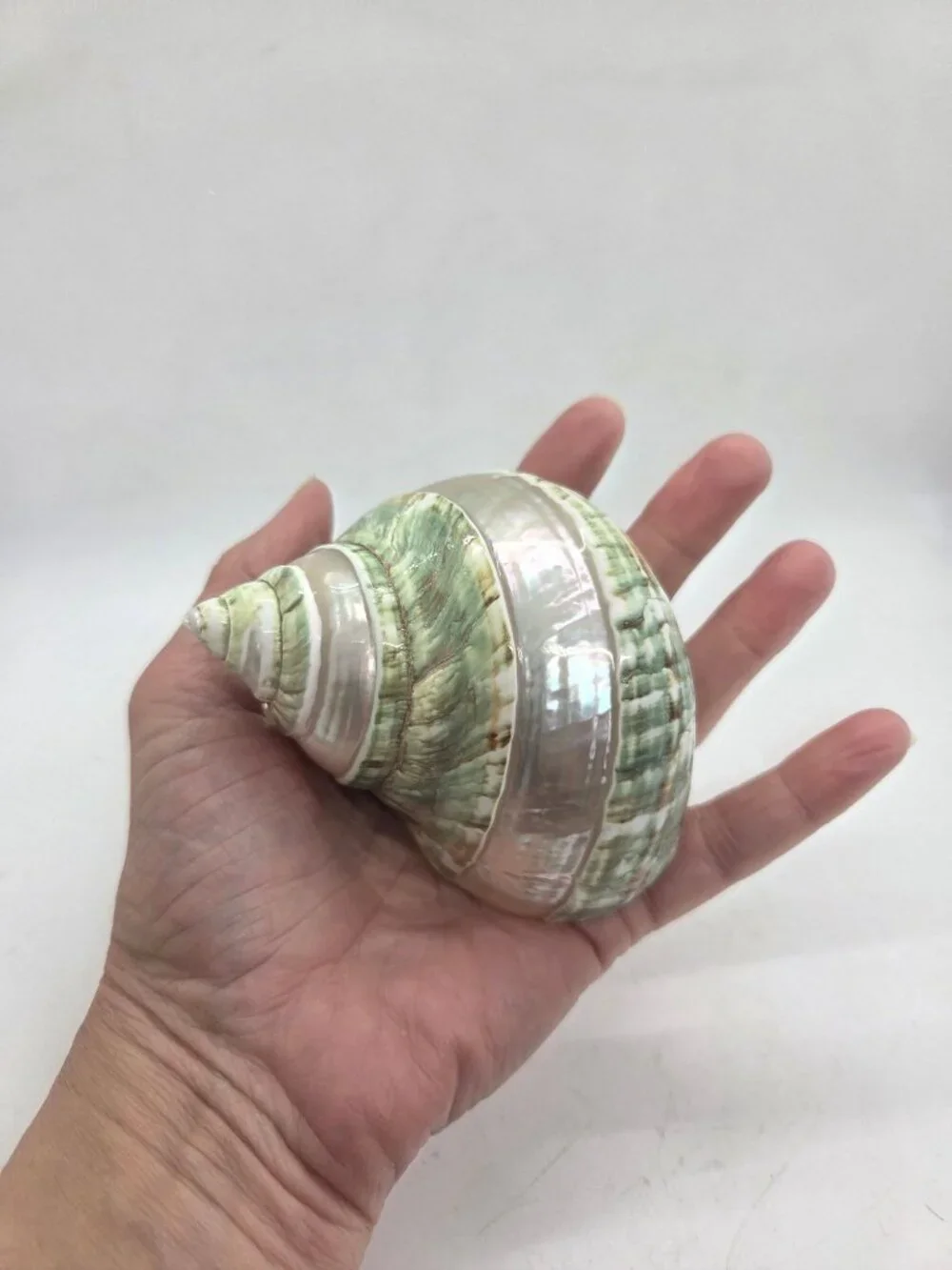VTG Jade Green Banded Turbo Shell Pearl Polished Seashell 5